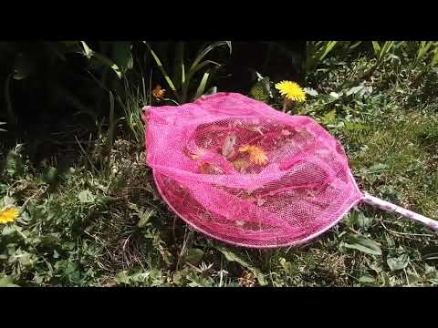 Video: Zašto Je Efekt Leptira Opasan? - Alternativni Prikaz