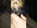 #viralvideo #viralshort #fypyoutube #fypシ゚viral #asmrhair
