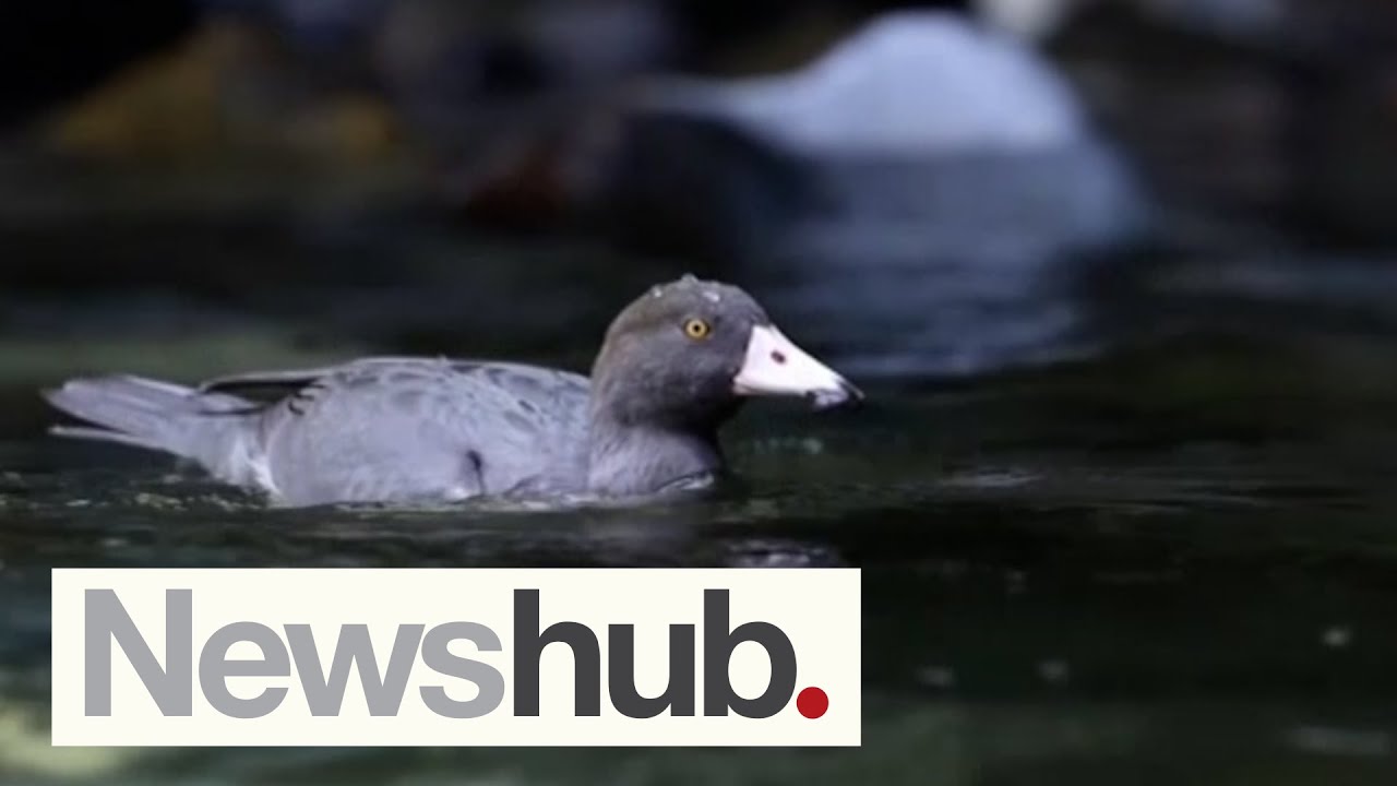 Biodiversity Credit System: Govt announces measures to halt extinction of native species | Newshub