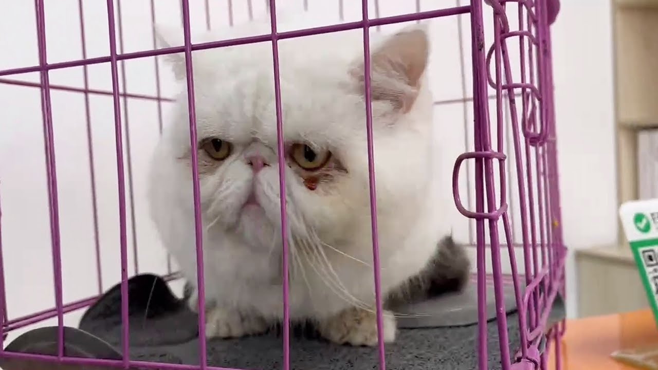 Garfield was abandoned and with all its "belongings". The cat cried