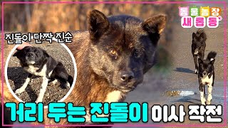 [#새롭동물농장] 유기견 아닌데요… 아저씨와 거리 두기 하는 진돌이의 이사 대작전 / EP.1152 #TV동물농장 #AnimalFarm #SBSstory