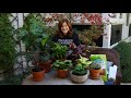 House Plant Haul! 🌿 // Garden Answer