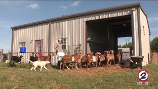 Meet the Needville,Texas dairy farmer who's creating goat milk popsicles | HOUSTON LIFE | KPRC 2