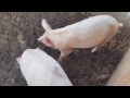 Отчёт за 5 месяцев выращивания белых свиней