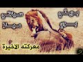 كيف نجا الأسد بريتي بوي من حصار اسود سيلاتي الأربعة 