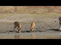 Spotted Deer drinking water.