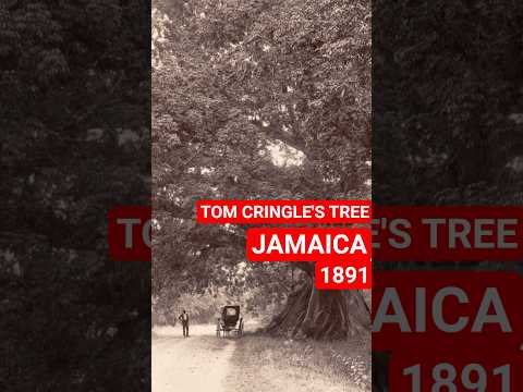 🇯🇲🌳 What happened to the most iconic tree in JAMAICA?