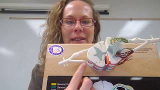Spinal Cord Quiz Question