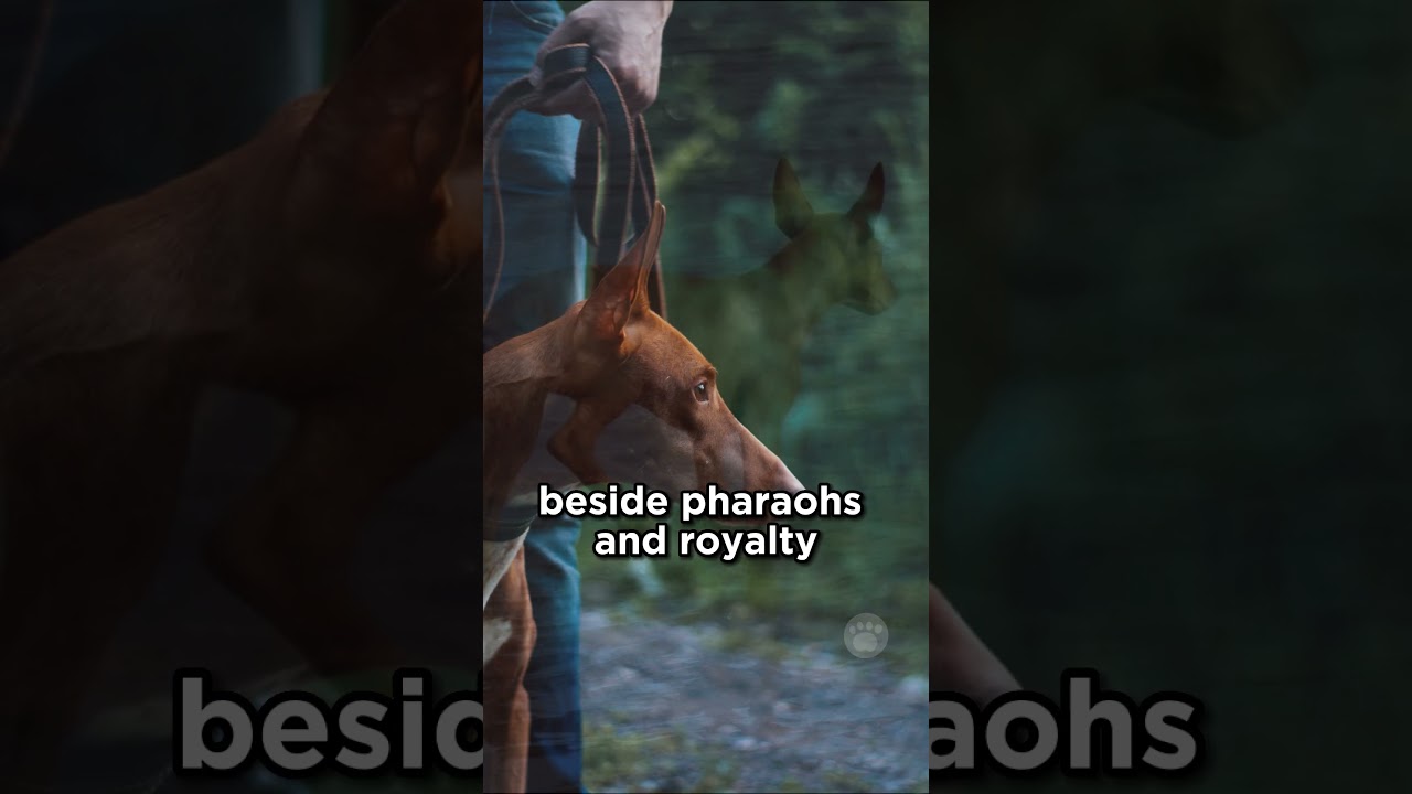 The Pharaoh Hound from Malta 