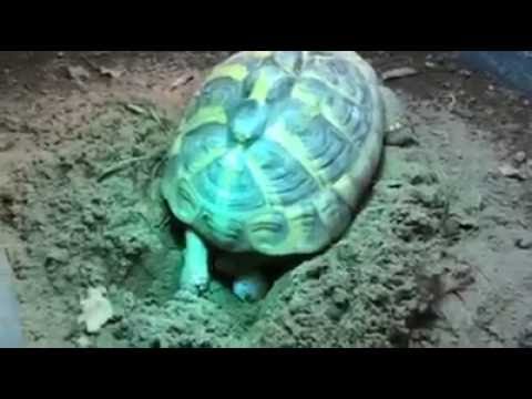 Video: Hur Man Tar Reda På Könen På En Landsköldpadda