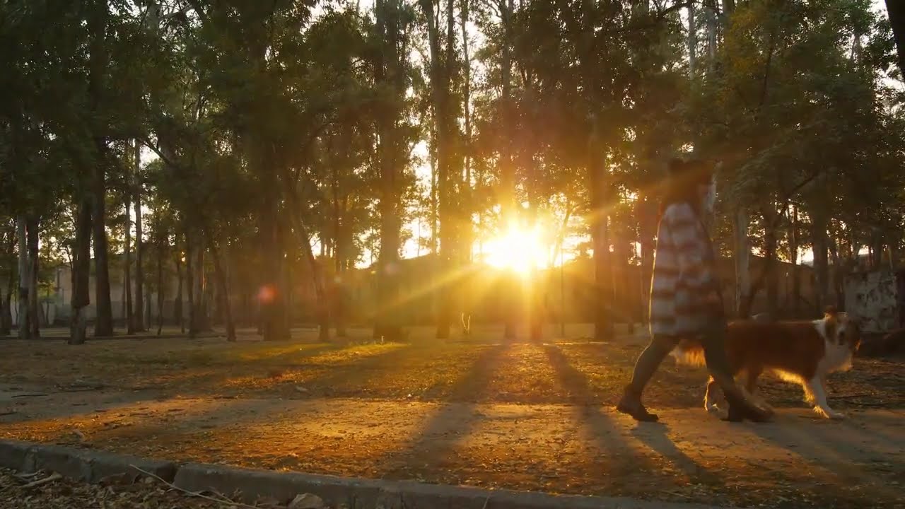 the beautiful view sun in the forest