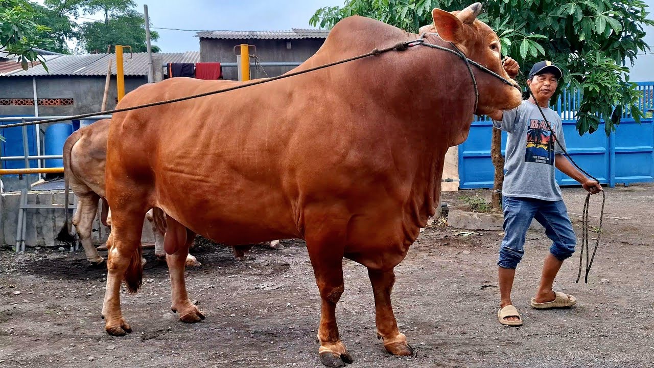 KELILING KANDANG SAPI RAKSASA BERKAH WAFA FARM‼️🔥🔥🔥