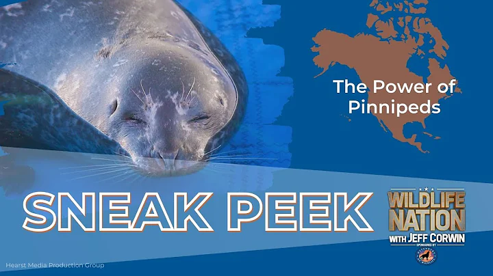 Wildlife Nation Sneak Peak: The Power of Pinnipeds