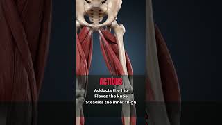 Gracilis Anatomy in 30 Seconds — Origin, Insertion, Action & Nerve