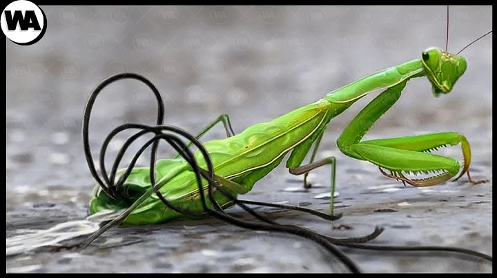 This Is What All Mantises Are Afraid of - DayDayNews