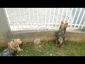 Yorkie puppy compilation new 2023