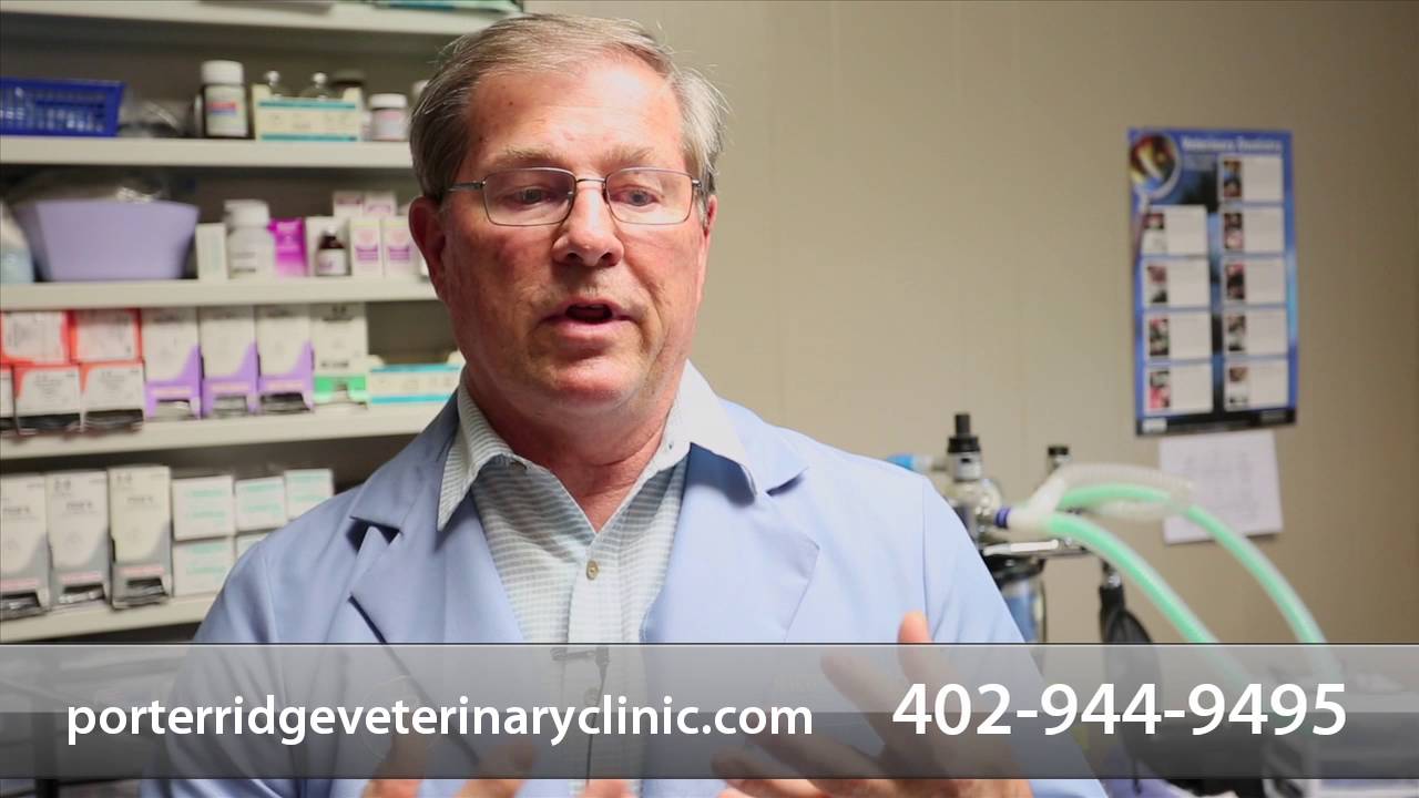 Porter Ridge Vet Clinic P.C. Short Ashland, NE YouTube
