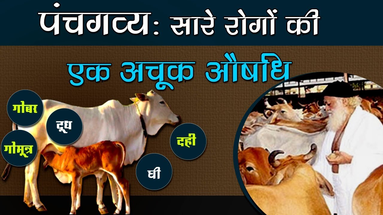 पंचगव्य : सारे रोगों की एक अचूक औषधि | Panchgavya the Medicine for all Diseases