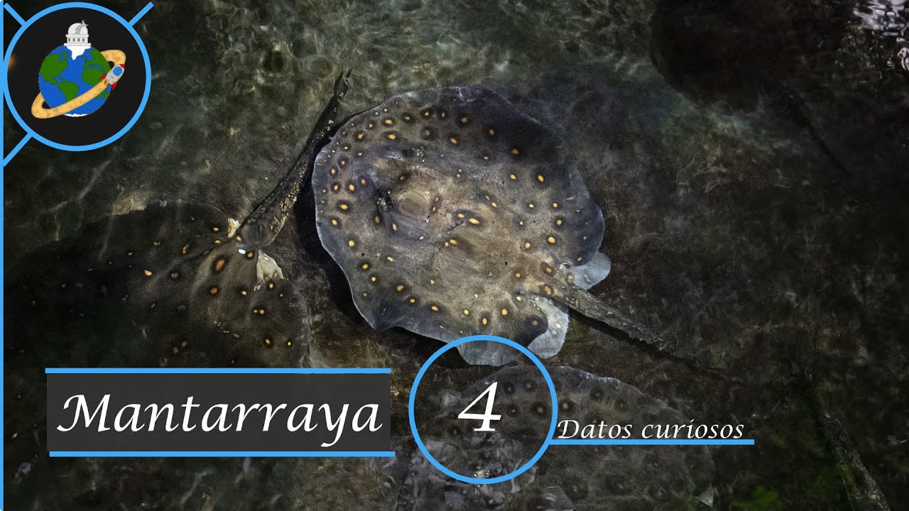 MANTARRAYA- 4 Datos curiosos- - YouTube