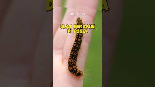 Fakta Dunia! Ulat beracun di dunia #ulat #faktadunia #beracun
