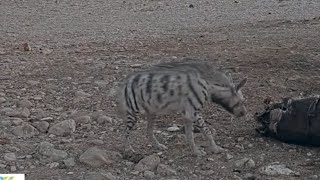 Surprise Visit! Striped Hyena at Vulture Feeding Station