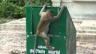 Monkey-friendly Bin by phanamonkeyproject 2,015 views 11 years ago 3 minutes, 54 seconds
