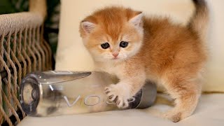OMG cute cats, kitten, baby cat gemess bangett 😻 by Nabila Ayya Ali 328 views 1 year ago 5 minutes, 22 seconds