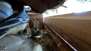 Птенцы трясогузки в гнезде #трясогузка #птенцытрясогузки #наблюдениезаптицами #wagtail #birdwatching