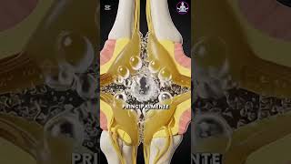 ¿Es malo tronar o rechinar los dedos? #artritis #yogaterceraedad #tips #adultosmayoresactivos