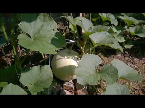 Sugar Melon Honey Dew How To Grow It Cara Mudah Tanam Melon Melon Madu Kedah Malaysia Youtube