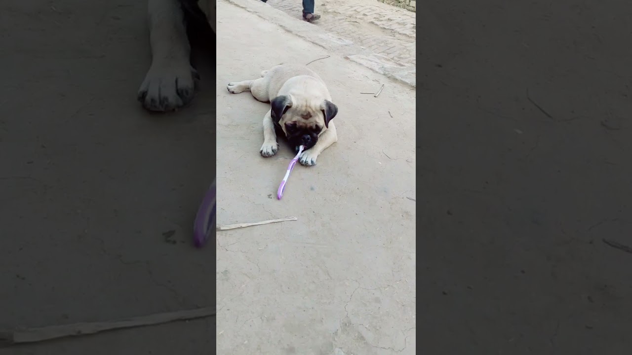 main bahut roya, sweety gayi 😥😥😭😭 Tfraaz Shorts 