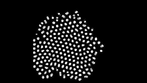 MNCA - Cell Splitting