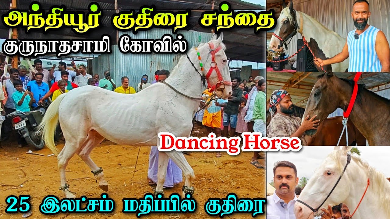 அந்தியூர் குருநாதசாமி கோவில் | குதிரை சந்தை | 25 இலட்சம் மதிப்புள்ள குதிரைகள் | Anthiyur Temple Fest