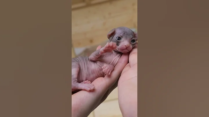 Watch the video about So Cute Their Little Pink Claws And Tongue Makes Your Heart Melt❤️ 🐱Loki #shorts #sphynx #kitten