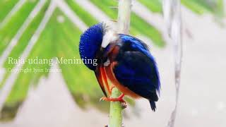 Burung Raja-udang Meninting (Alcedo meninting) Blue-eared Kingfisher