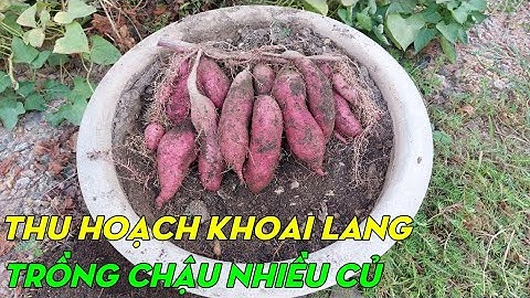 Cách trồng khoai lang trong chậu cho nhiều củ | Minh Đức #16