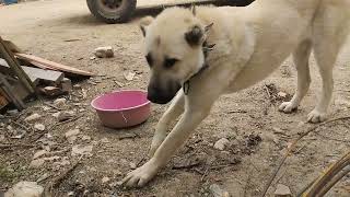 Kangal ve çoban köpeklerine verilen takviye mama izlemeden geçme!