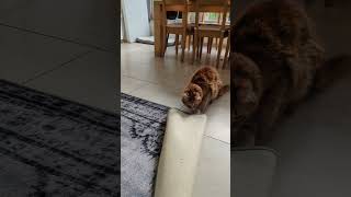 Cat’s Claw Mishap Causes It to Get Stuck on a Carpet