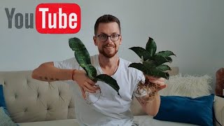 видео: Сансевьерия Dragon Wings🐉. Разговорная пересадка. картинка: Сансевьерия Dragon Wings🐉. Разговорная пересадка.