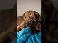 Dog nail trimming 😂😂 #pets #viral #viralvideo  #entertaininganimals