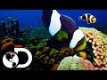 Las canciones de los peces payaso | Planeta Azul II | Discovery Latinoamérica