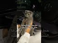 Tom And Jerry توم اند جيري اقوى شبهه Explore Cat Cats Foryou Tom 