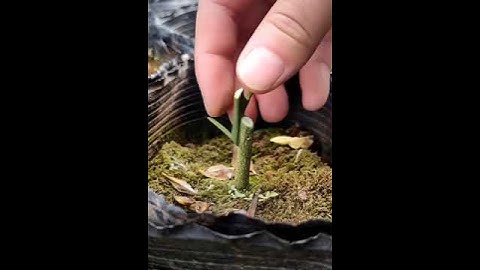 GHÉP BƯỞI NHANH NHƯ MÁY TẠI VỰA CÂY GIỐNG #chiết #graftingfruittrees #pomelofruit #lemontree