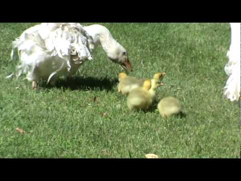 gosling released to her family.MPG