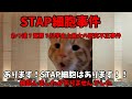 猫ミームでわかる「STAP細胞事件」──魔法の細胞と幻の真実
