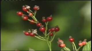 Flashback Friday: Don't eat the berries!