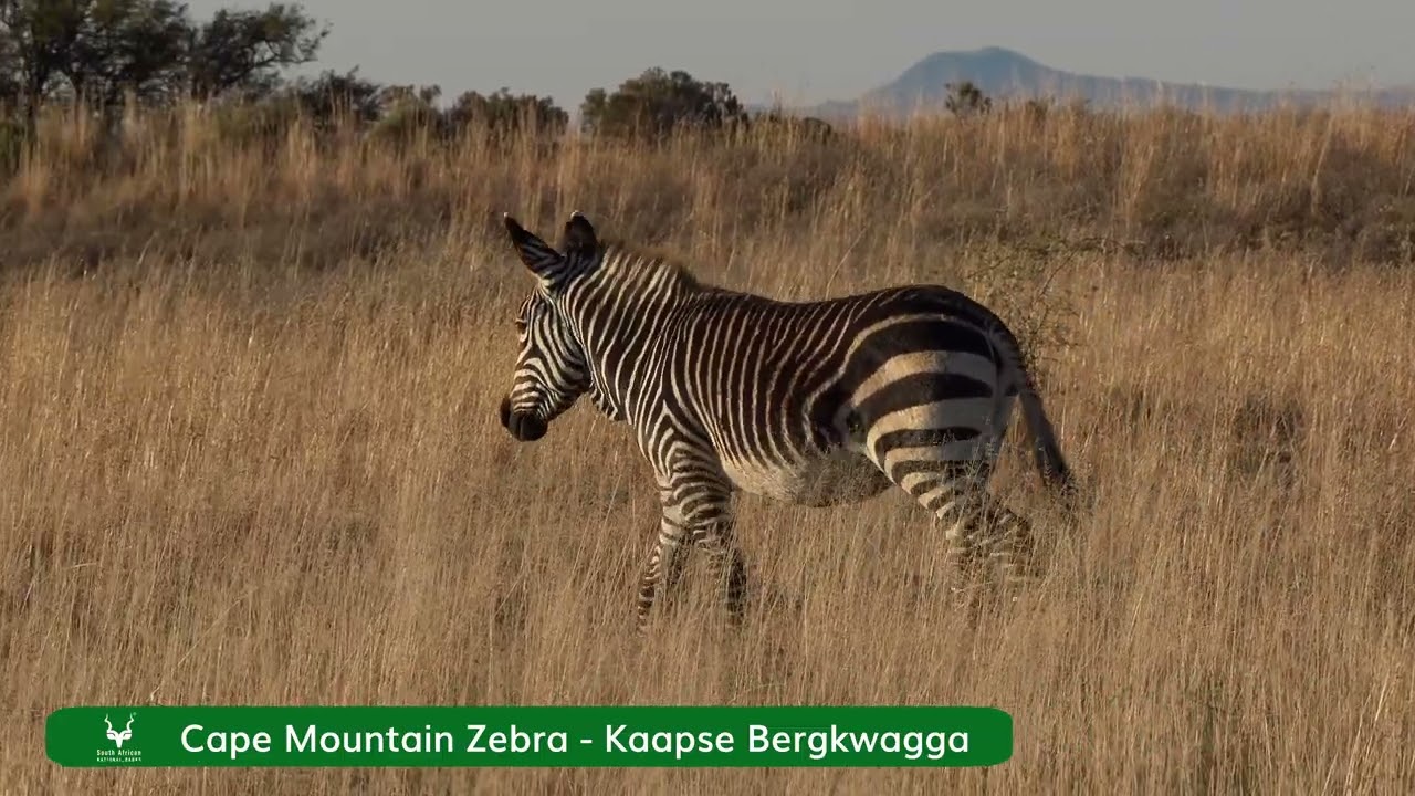 Mountain Zebra National Park - Jul 2025