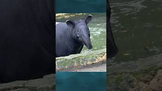 Apa yang istimewanya Tapir? #shorts #short #tapir #tapirtenuk #tenuk #tapiriver