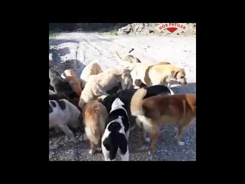 40 Aç Köpek 1 Pitbulldan Yiyecek Alamadı