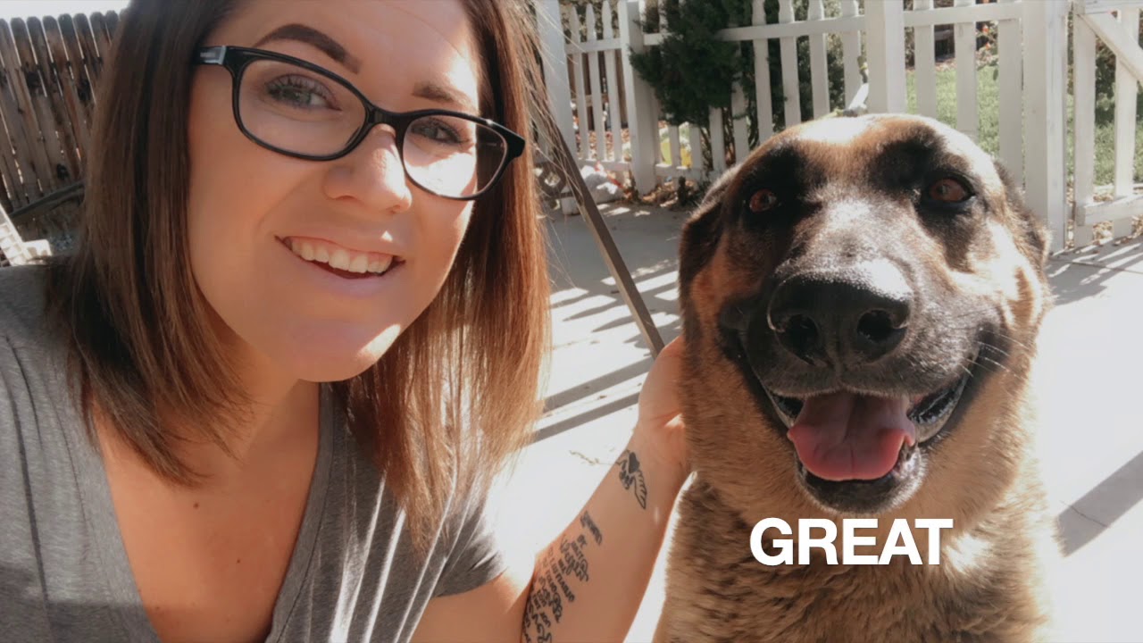 Pets Rule in Quarantine YouTube